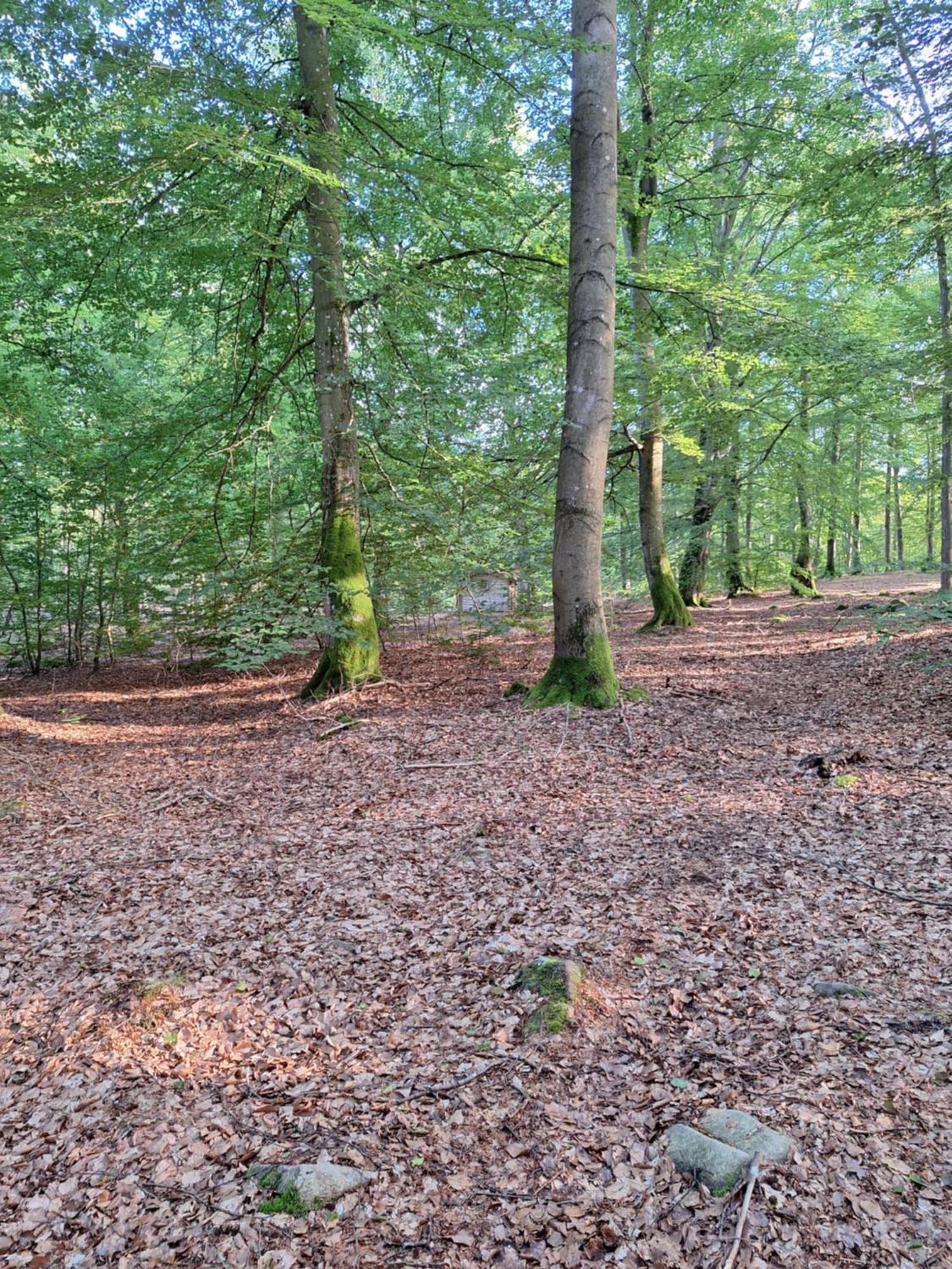Bjaernhultsgardens Stugor Linderod エクステリア 写真